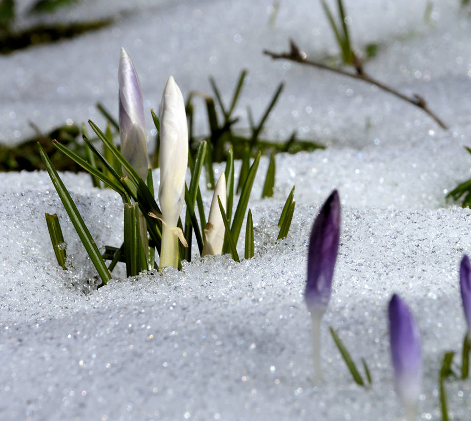 2275_0478 Schnee im Frühling - Schneekristalle und Krokusblüte. | Fruehlingsfotos aus der Hansestadt Hamburg; Vol. 2